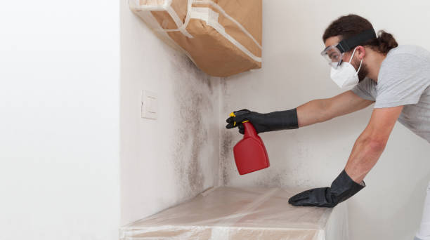 Basement Mold Remediation treatment on basement walls in Livingston